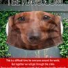 Red short hair Dachshund dog Face Mask